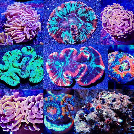 Pet Store «Coral Reef Connection», reviews and photos, 15 Woodrow Ave, Sinking Spring, PA 19608, USA