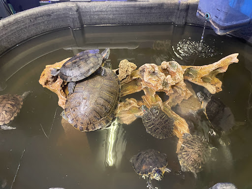 Pet Store «Off The Hook Exotics Pet Shop», reviews and photos, 926 5th Ave, Coraopolis, PA 15108, USA