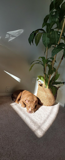 Pet Supply Store «Petco Animal Supplies», reviews and photos, 3717 S Meridian, Puyallup, WA 98373, USA