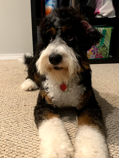 Pet Supply Store «Petco Animal Supplies», reviews and photos, 474 228th Ave NE, Sammamish, WA 98074, USA