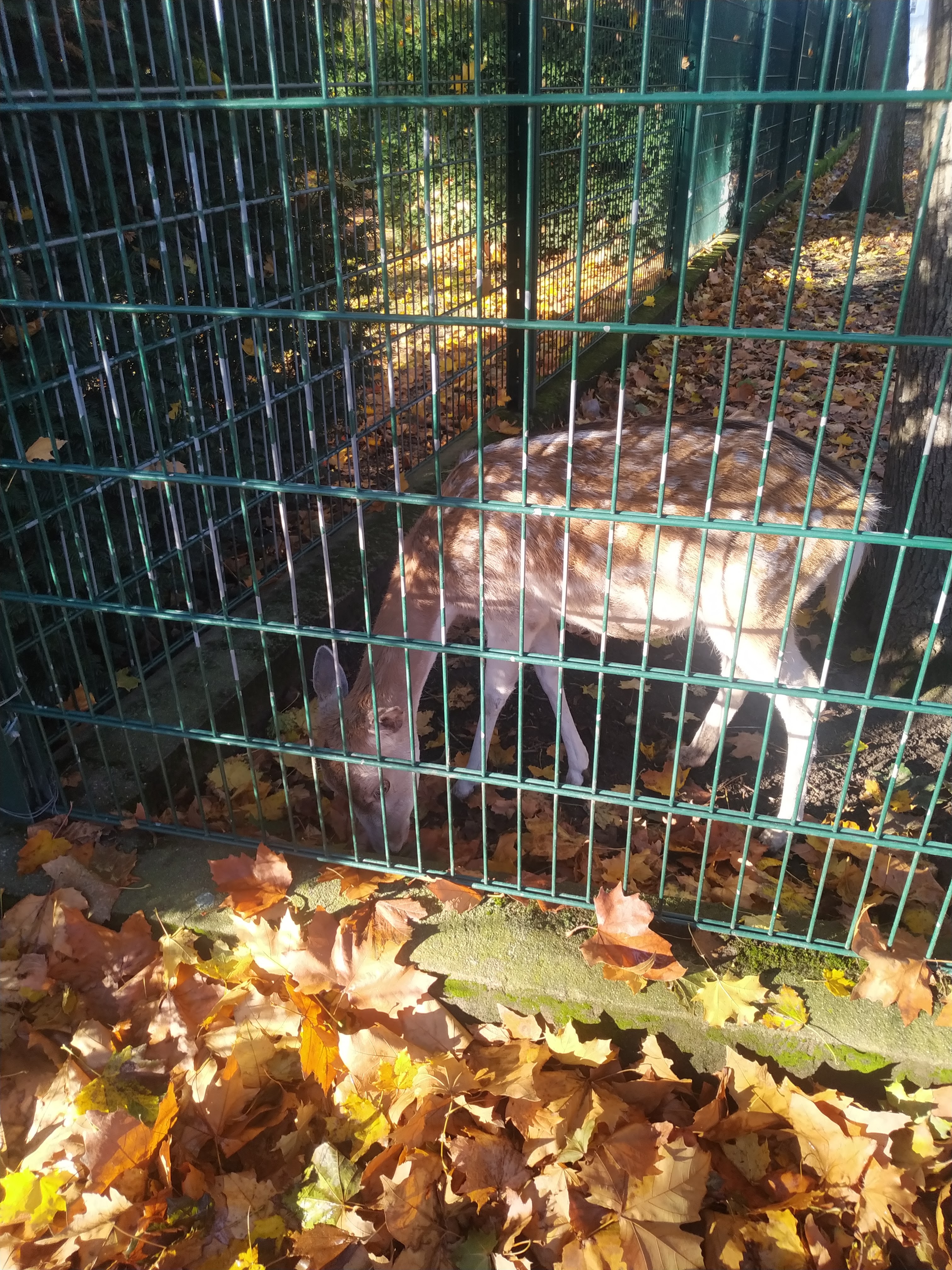 Photo n° 5 de l'avis de Christophe.u fait le 01/11/2021 à 16:23