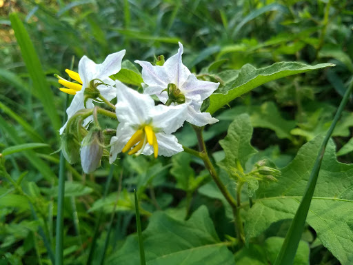 Nature Preserve «Marais Temps Clair Conservation Area», reviews and photos, 5134 Island Road, St Charles, MO 63301, USA