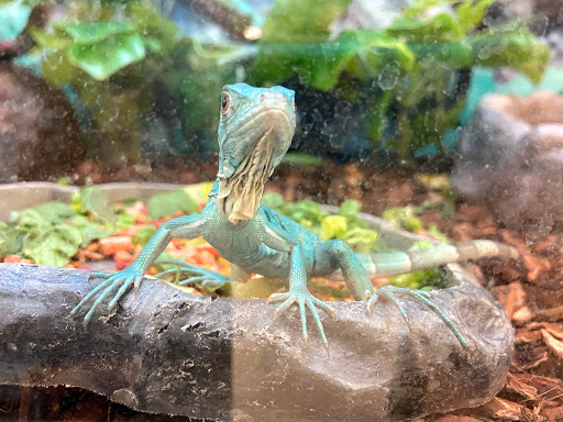 Pet Supply Store «Petco Animal Supplies», reviews and photos, 17930 Halsted St, Homewood, IL 60430, USA