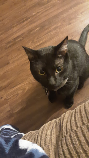 Pet Supply Store «Bone-A-Patreat», reviews and photos, 4110 University Ave, Des Moines, IA 50311, USA