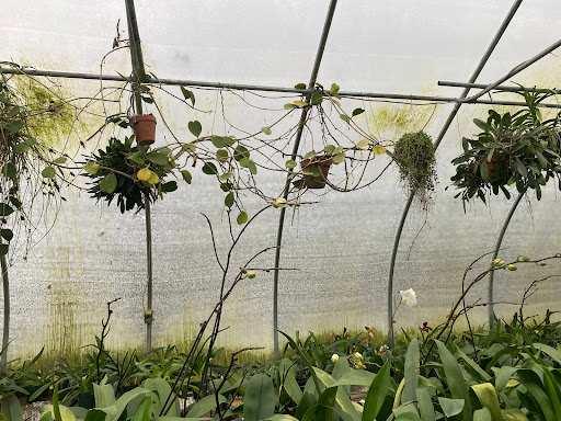 Florist «Floradise Orchids», reviews and photos, 19154 James Madison Hwy, Gordonsville, VA 22942, USA