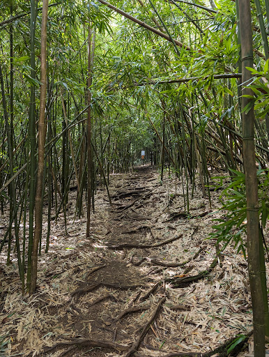 Pauoa Flats Trail