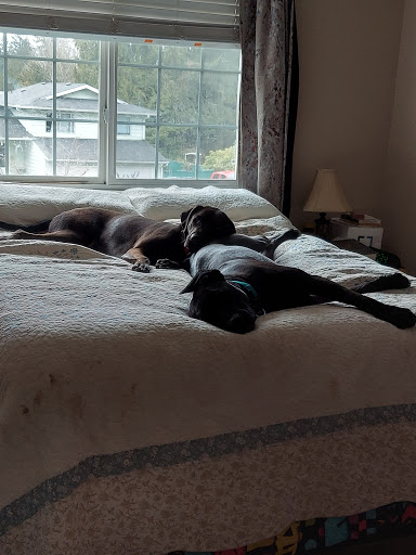 Pet Supply Store «Petco Animal Supplies», reviews and photos, 4209 Wheaton Way, Bremerton, WA 98310, USA