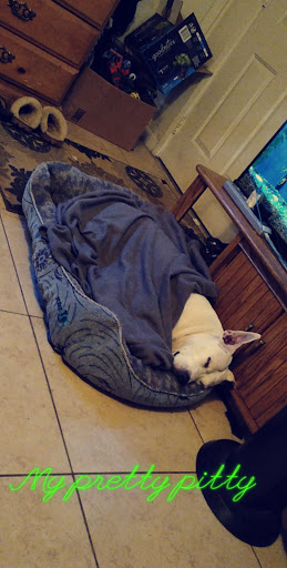 Pet Store «Pet Planet Ridgeview», reviews and photos, 2910 N Power Rd #103, Mesa, AZ 85215, USA