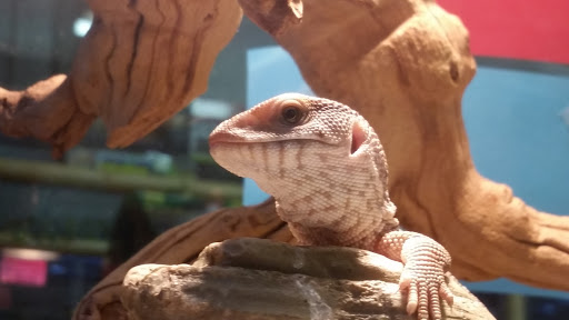 Pet Store «The Pet Zone», reviews and photos, 20 W Oak St, Pittston, PA 18640, USA