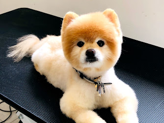 Cute Puppy Grooming Salon