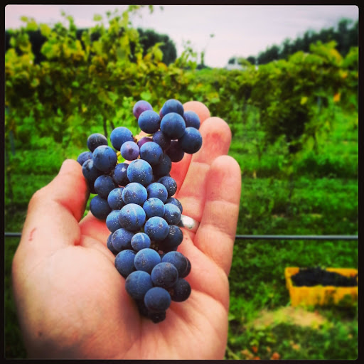 Winery «Paper Moon Vineyards», reviews and photos, 2008 State Rd, Vermilion, OH 44089, USA