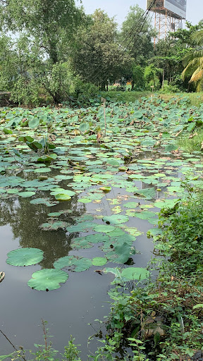 Top 20 cửa hàng cây kiểng Huyện Ba Vì Hà Nội 2022