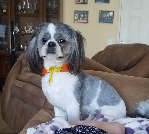 Pet Supply Store «PetSmart», reviews and photos, 79375 CA-111, La Quinta, CA 92253, USA