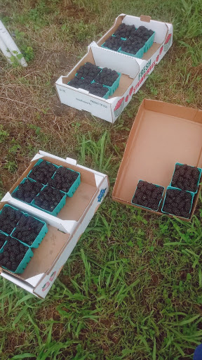 Fruit and Vegetable Store «Henley Farm», reviews and photos, 3513 Charity Neck Rd, Virginia Beach, VA 23456, USA