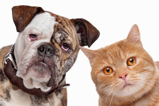 Veterinary Dogs & Cats