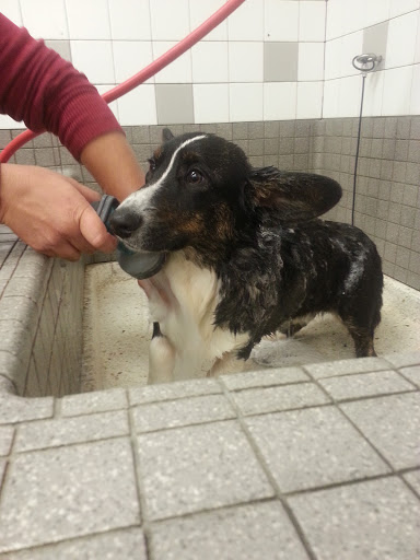 Pet Supply Store «Pet Food Express», reviews and photos, 5829 Lone Tree Way, Antioch, CA 94531, USA