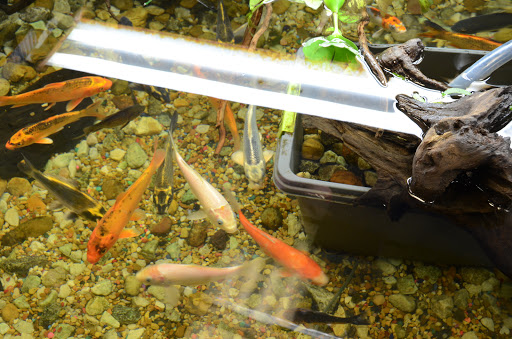 Tropical Fish Store «Age of Aquariums», reviews and photos, 118 N Cedar Ave, Cookeville, TN 38501, USA