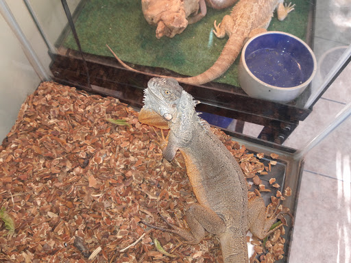 Reptile Store «Jurassic Pet Supplies», reviews and photos, 695 W Holt Ave #104, Pomona, CA 91768, USA