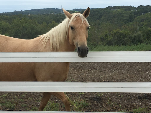 Horse Riding School «Horseng Farm LLC», reviews and photos, 6475 Warden Rd, New Tripoli, PA 18066, USA