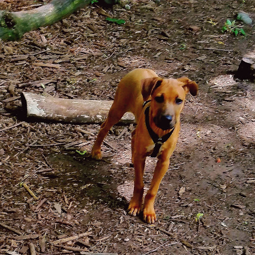 Dog Park «Waterman St. Dog Park», reviews and photos, 320 Waterman St, Providence, RI 02906, USA