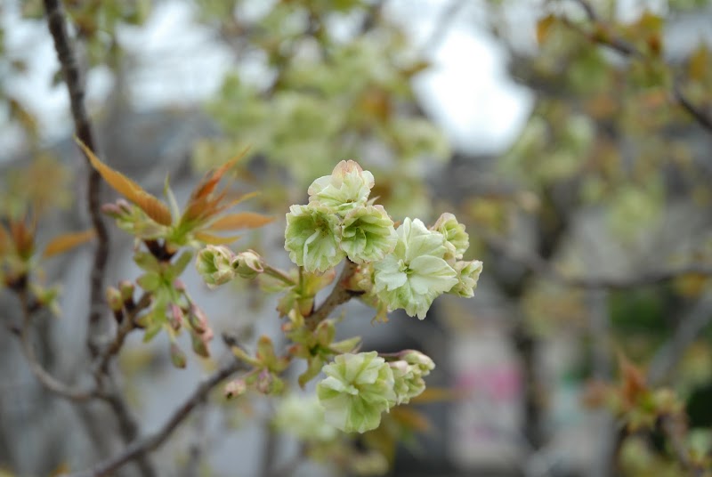 御衣黄桜