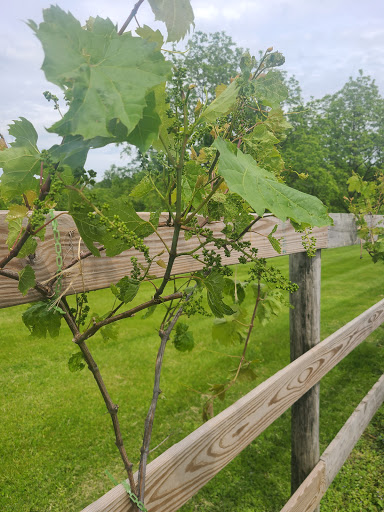 Winery «Galena Cellars Vineyard», reviews and photos, 4746 N Ford Rd, Galena, IL 61036, USA