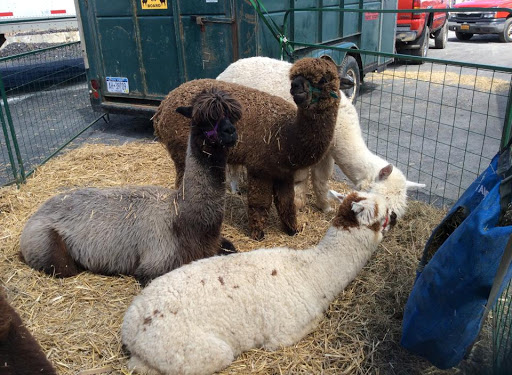 Pet Supply Store «Higbie Farm Supplies Inc», reviews and photos, 3440 Union St, North Chili, NY 14514, USA