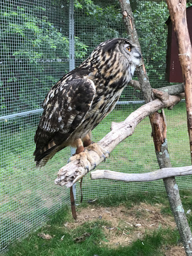 Animal Shelter «Animal Adventures Family Zoo & Rescue Center», reviews and photos, 336 Sugar Rd, Bolton, MA 01740, USA