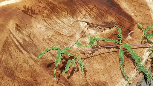 Nature Preserve «McAllen Nature Center», reviews and photos, 4101 U.S. 83 Business, McAllen, TX 78501, USA