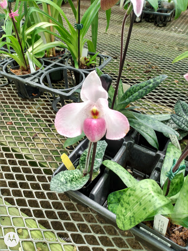 Florist «Little Brook Orchids», reviews and photos, 25 Rider Ave, Lancaster, PA 17603, USA