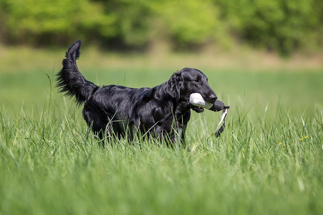 Cani-Coaching - Lausanne