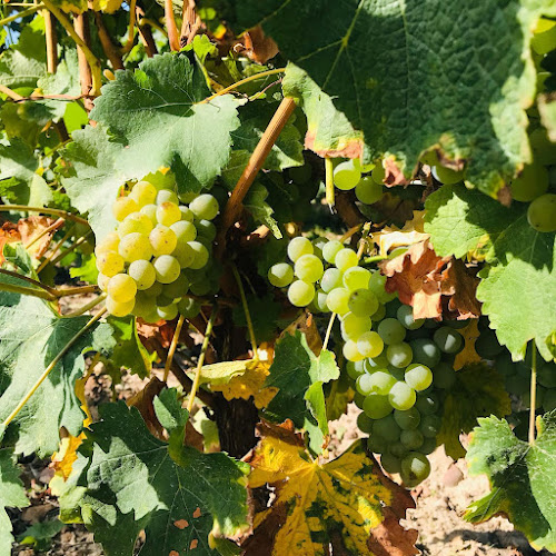 Domaine des Champs Gonneau - Famille BOUTIN à Saint-Georges-sur-Cher