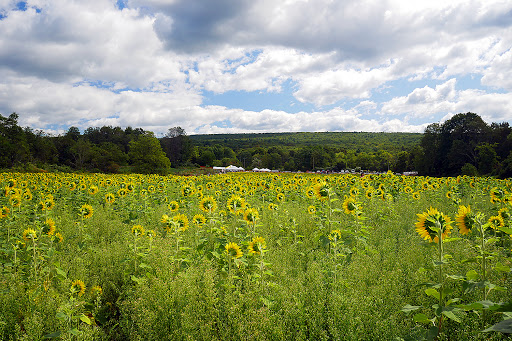 Tourist Attraction «Sussex County Sunflower Maze», reviews and photos, 101 Co Rd 645, Sandyston, NJ 07826, USA