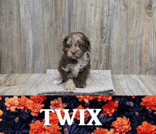 Pet Store «Pet Express», reviews and photos, 100 Independence Way, Danvers, MA 01923, USA