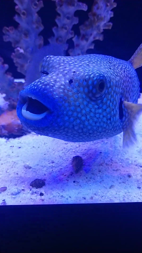 Aquarium «Marine EXTREMES», reviews and photos, 6257 E 21st St N, Wichita, KS 67208, USA