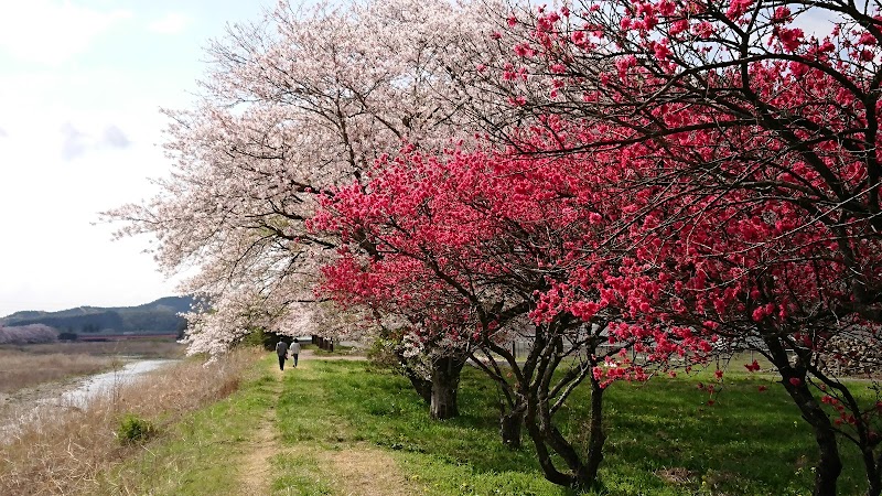 宮の桜