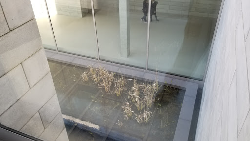 Modern Art Museum «Glenstone», reviews and photos, 12002 Glen Rd, Potomac, MD 20854, USA