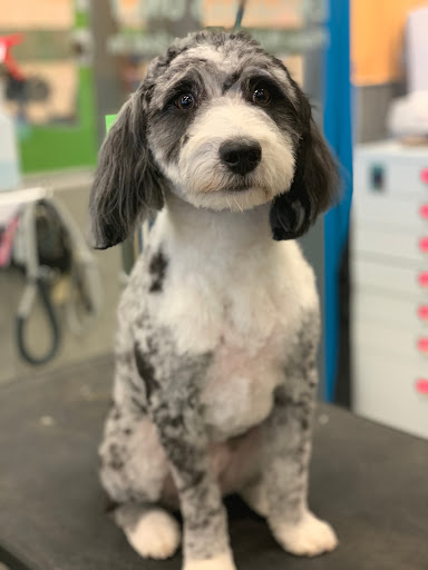 Pet Supply Store «Pet Evolution - Pet Food | Dog Wash | Grooming», reviews and photos, 429 Commerce Dr, Woodbury, MN 55125, USA