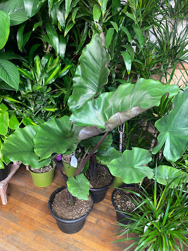 Florist «Plant Safari», reviews and photos, 653 N Central Ave, Upland, CA 91786, USA