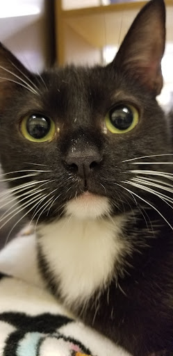 Pet Supply Store «PetSmart», reviews and photos, 12971 Fair Lakes Pkwy, Fairfax, VA 22033, USA