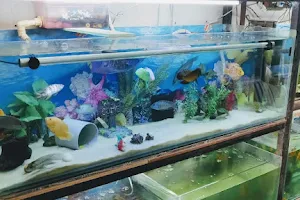 Verma Fish Aquarium Sales & Service image