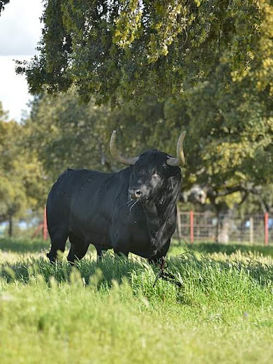 Finca Valdefresno (visitas ganaderia toros bravos Salamanca) en Tabera de Abajo