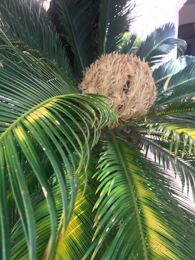 Museum «McNay Art Museum», reviews and photos, 6000 N New Braunfels Ave, San Antonio, TX 78209, USA