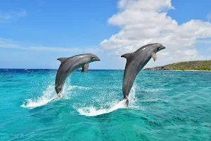 Dolphin Academy Curacao image
