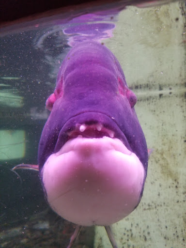 Aquarium «Morro Bay Aquarium and Gift Shop», reviews and photos, 595 Embarcadero, Morro Bay, CA 93442, USA