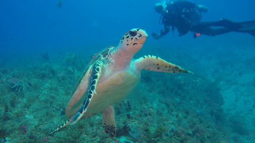 Dive Shop «Dive Shop Kissimmee», reviews and photos, 4916 W Irlo Bronson Memorial Hwy, Kissimmee, FL 34746, USA