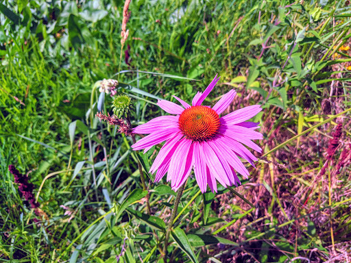 Park «Prairie Park», reviews and photos, 431 Knollwood Dr, Barrington, IL 60010, USA