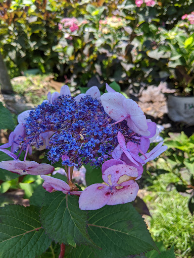 Florist «Greenlawn Florist», reviews and photos, 841 Pulaski Rd, Greenlawn, NY 11740, USA