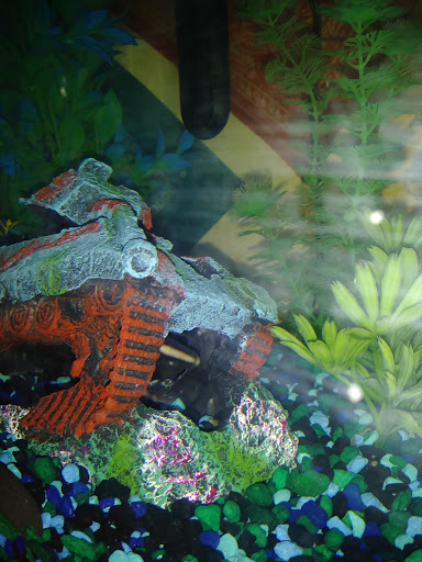 Pet Supply Store «Pet Valu», reviews and photos, 9015 Columbus Pike, Lewis Center, OH 43035, USA