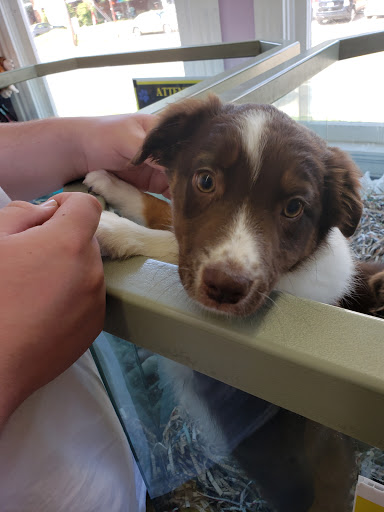 Pet Store «Animal House», reviews and photos, 7869 Hamilton Ave, Cincinnati, OH 45231, USA